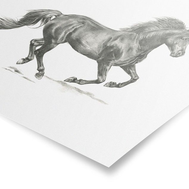 Posters black and white Wild Horse Trial - Stallion