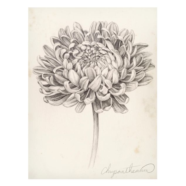 Magnet boards flower Botanical Study Chrysanthemum II