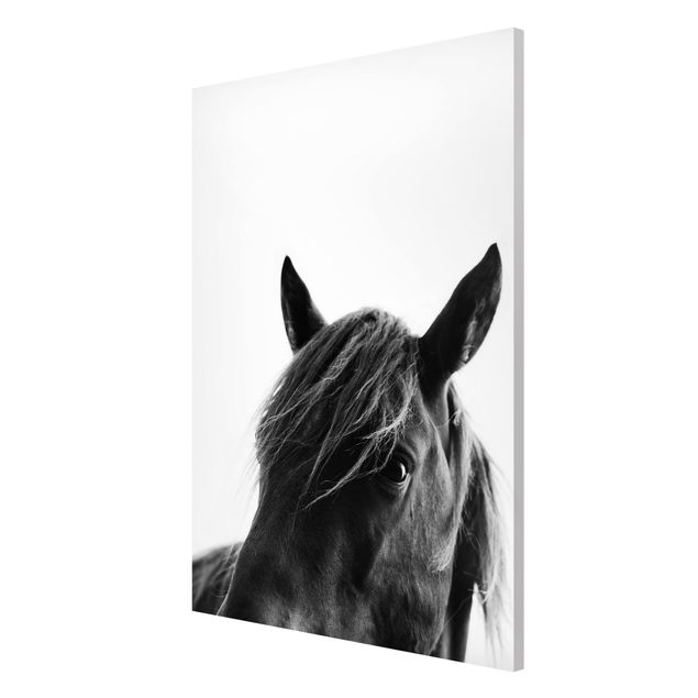 Magnet boards animals Curious Horse