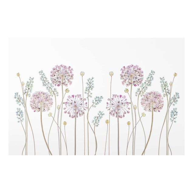 Glass Splashback - Allium Illustration - Landscape 2:3