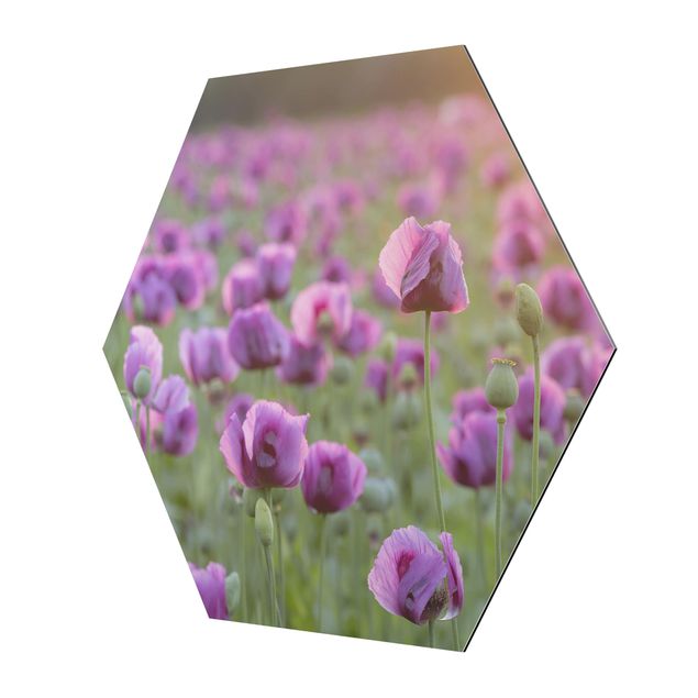 Wall art purple Purple Poppy Flower Meadow In Spring
