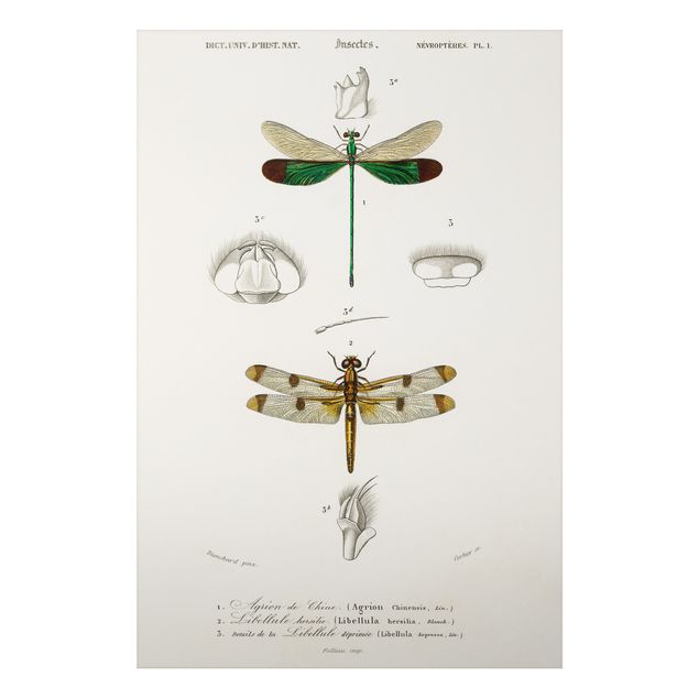 Vintage posters Vintage Board Dragonflies