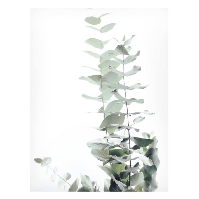 Magnet boards flower Eucalyptus In White Light