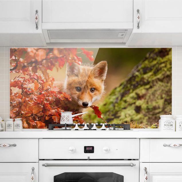 Kitchen Fox in Autumn
