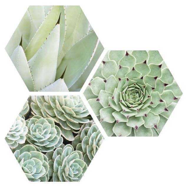 Contemporary art prints Agave And Succulents Trio