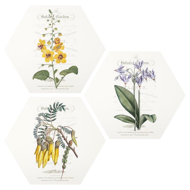 Floral picture Botanical Tableau Set I