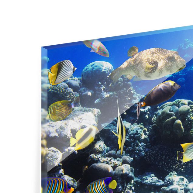 Glass Splashback - Underwater Reef - Landscape 2:3