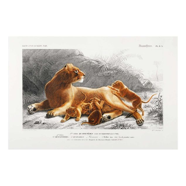 Glass prints pieces Vintage Board Lioness And Lion Cubs