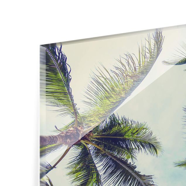 Splashback - The Palm Trees - Landscape format 4:3