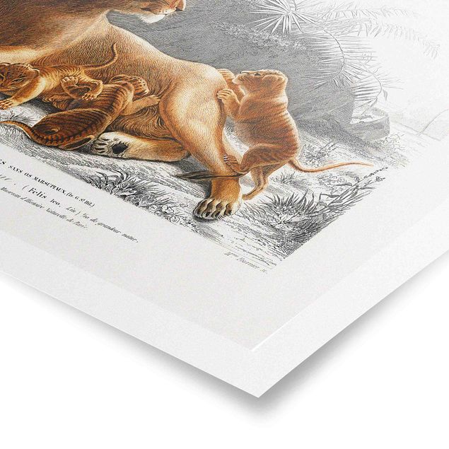 Prints animals Vintage Board Lioness And Lion Cubs