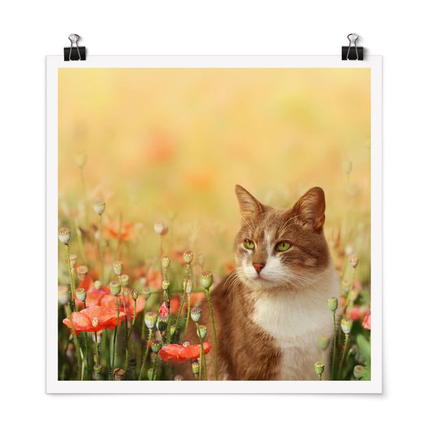 Prints poppy Cat In A Field Of Poppies