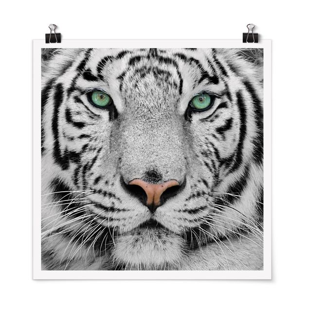 Prints animals White Tiger
