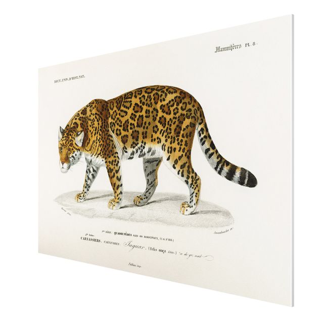 Cat print Vintage Board Jaguar