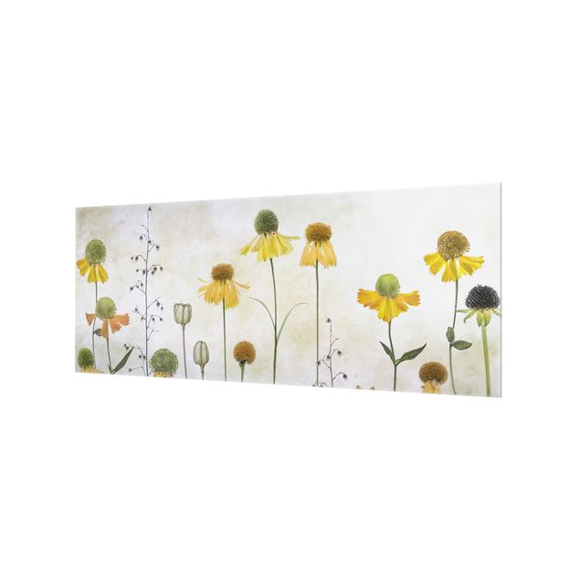 Glass Splashback - Delicate Helenium Flowers - Panoramic