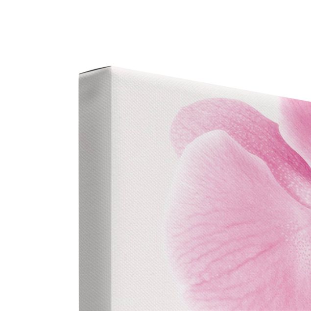 Contemporary art prints Delicate Orchids