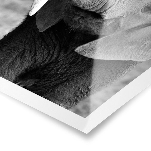 Prints black and white Baby Elephant