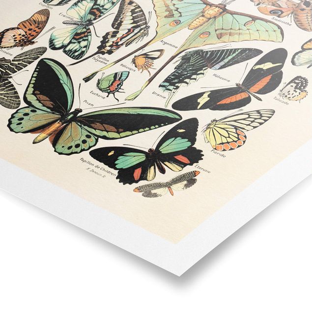 Retro prints Vintage Board Butterflies And Moths
