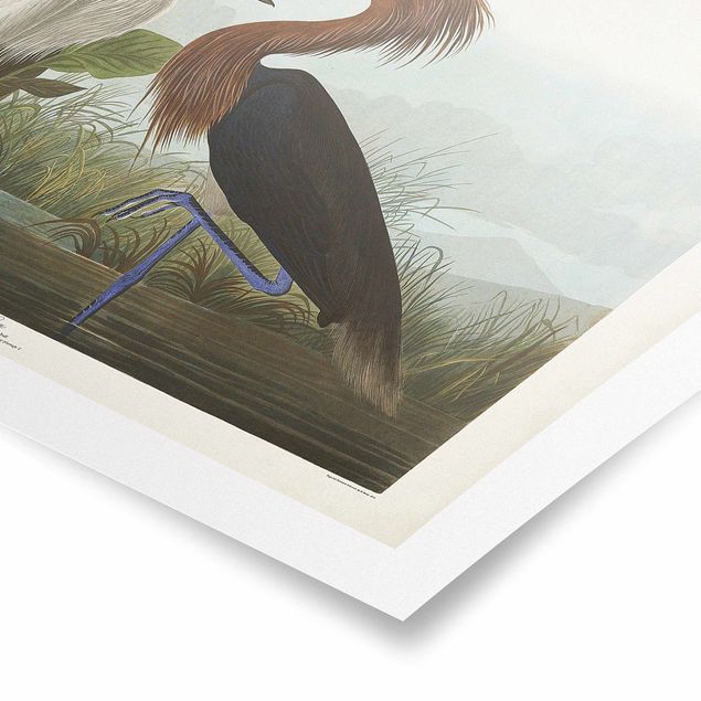 Prints brown Vintage Board Purple Heron