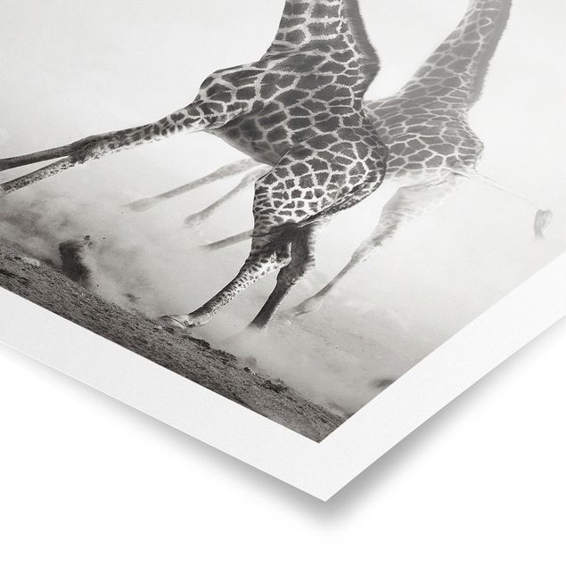 Black and white poster prints Giraffe Hunt