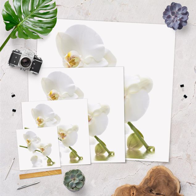 Poster print White Orchid Waters