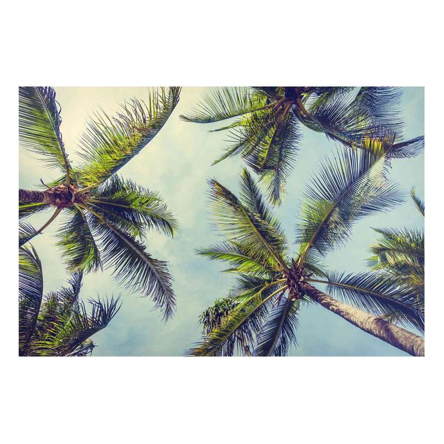 Prints landscape The Palm Trees