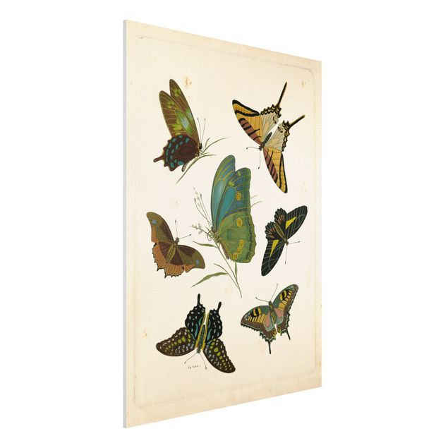 Kitchen Vintage Illustration Exotic Butterflies