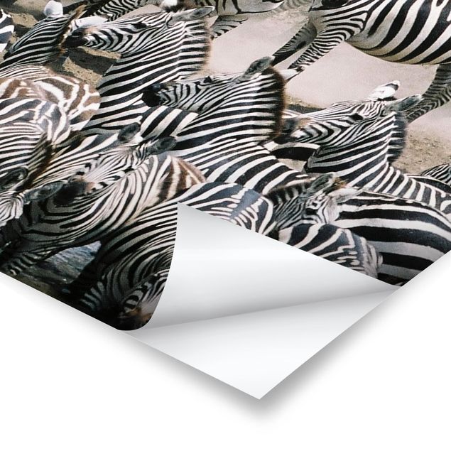 Prints Zebra Herd