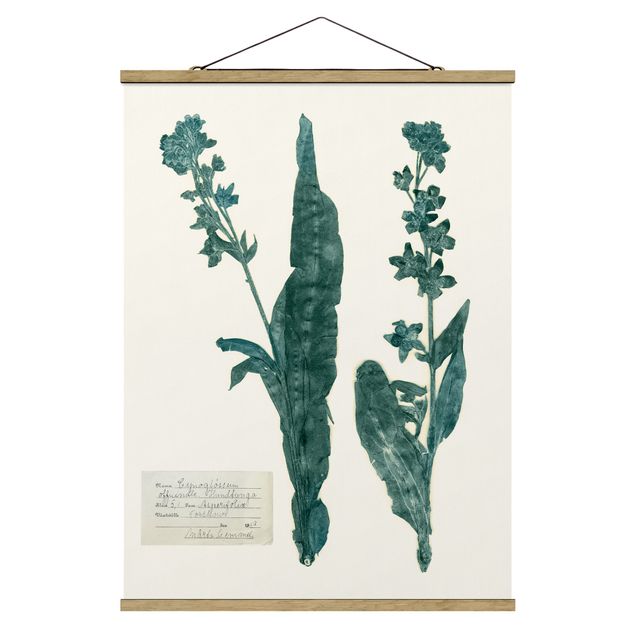 Prints floral Pressed Flowers - Hound's Tongue