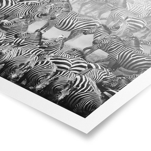 Prints modern Zebra herd II