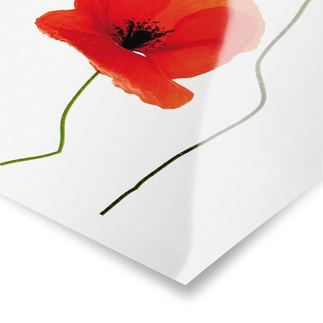 Modern art prints Charming Poppies