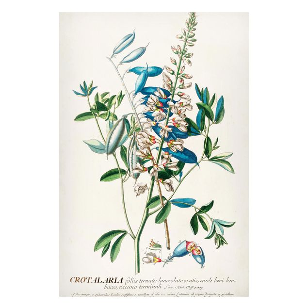 Magnet boards flower Vintage Botanical Illustration Legumes