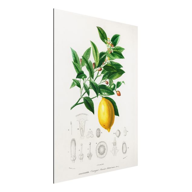 Kitchen Botany Vintage Illustration Of Lemon