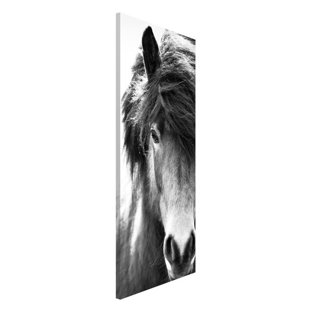 Kitchen Icelandic Horse In Black And White