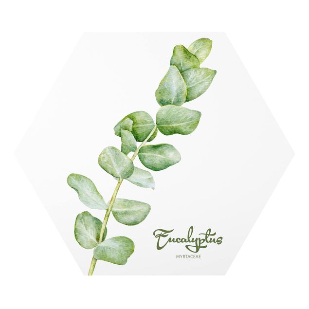 Forex photo prints Watercolour Botany Eucalyptus