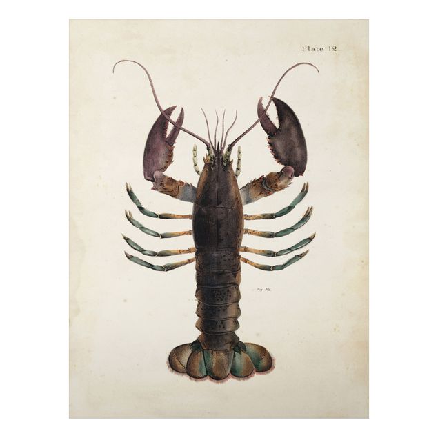 Vintage posters Vintage Illustration Lobster