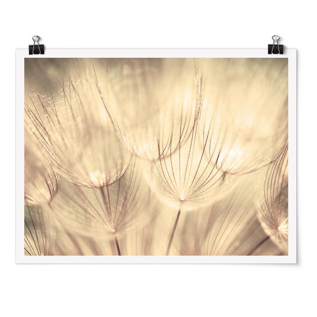 Black and white poster prints Dandelions Close-Up In Cozy Sepia Tones