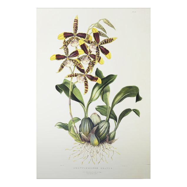 Art styles Maxim Gauci - Orchid II