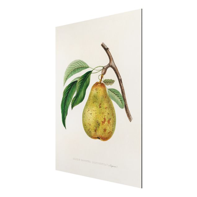 Prints floral Botany Vintage Illustration Yellow Pear
