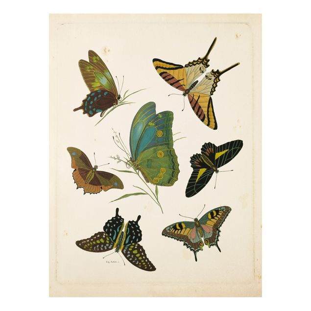 Butterfly print Vintage Illustration Exotic Butterflies