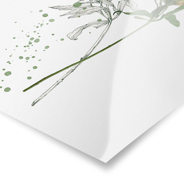 Prints Botanical Watercolour - Lily