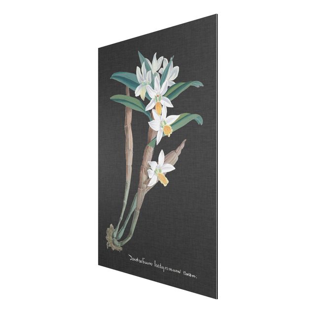 Prints vintage White Orchid On Linen I