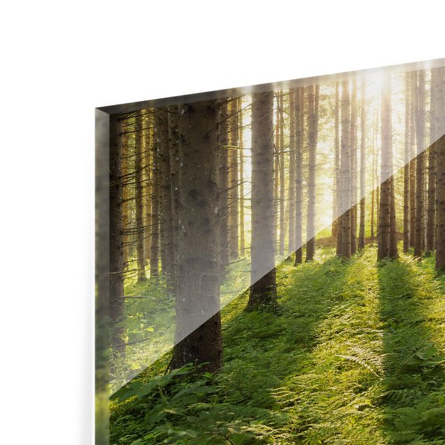 Glass Splashback - Sun Rays In Green Forest - Landscape 2:3