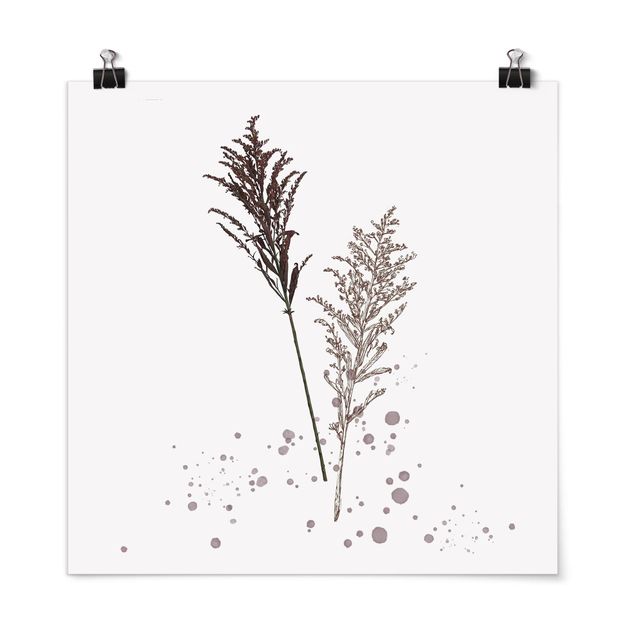 Floral picture Botanical Watercolour - Fescue Reed