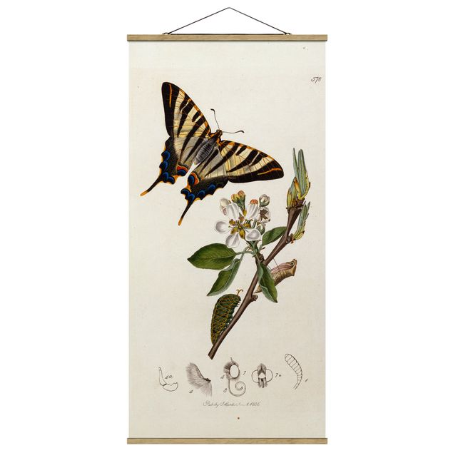 Canvas art John Curtis - A Scarce Swallow-Tail Butterfly