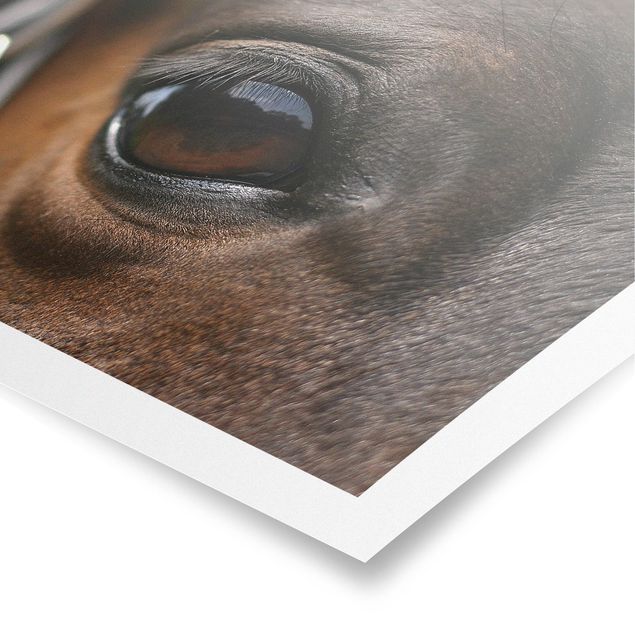 Posters animals Horse Eye
