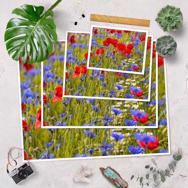 Prints Summer Meadow With Poppies And Cornflowers