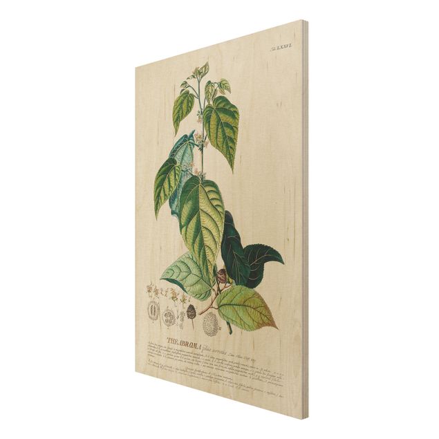Vintage wood prints Vintage Botanical Illustration Cocoa