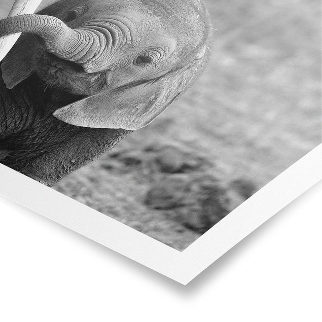Prints modern Baby Elephant