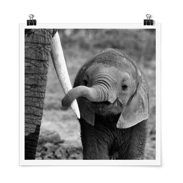 Animal canvas Baby Elephant
