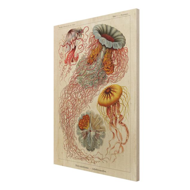Prints Vintage Board Jellyfish